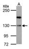 Homeodomain-interacting protein kinase 1 antibody, NBP2-16833, Novus Biologicals, Western Blot image 