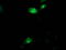 Aquaporin 1 (Colton Blood Group) antibody, M00865-1, Boster Biological Technology, Immunofluorescence image 