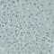 PR domain zinc finger protein 2 antibody, A03223-1, Boster Biological Technology, Immunohistochemistry frozen image 