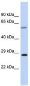 Centrosomal Protein 70 antibody, TA344267, Origene, Western Blot image 