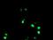 Non-POU Domain Containing Octamer Binding antibody, NBP2-02060, Novus Biologicals, Immunocytochemistry image 