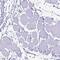 p210 antibody, PA5-62886, Invitrogen Antibodies, Immunohistochemistry frozen image 