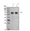 Shisa Family Member 7 antibody, A18878-1, Boster Biological Technology, Western Blot image 