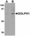 Acyl-CoA Binding Domain Containing 3 antibody, LS-C108605, Lifespan Biosciences, Western Blot image 