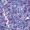 Leukotriene B4 receptor 2 antibody, LS-A2102, Lifespan Biosciences, Immunohistochemistry frozen image 