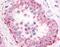 Phosphodiesterase 11A antibody, MBS396078, MyBioSource, Immunohistochemistry paraffin image 
