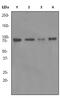 BCL2 Associated Athanogene 3 antibody, ab92309, Abcam, Western Blot image 