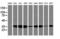 Proteasome subunit alpha type-4 antibody, LS-C173610, Lifespan Biosciences, Western Blot image 