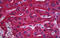 Solute Carrier Family 13 Member 5 antibody, MBS246619, MyBioSource, Immunohistochemistry frozen image 
