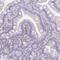 Ssu-2 Homolog antibody, HPA049777, Atlas Antibodies, Immunohistochemistry frozen image 