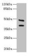 Carbonic anhydrase 12 antibody, CSB-PA004367YA01HU, Cusabio, Western Blot image 