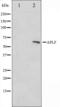 Aprataxin And PNKP Like Factor antibody, orb224386, Biorbyt, Western Blot image 