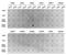 Histone Cluster 3 H3 antibody, orb153935, Biorbyt, Dot Blot image 