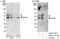 Sphingosine kinase 1 antibody, A302-177A, Bethyl Labs, Immunoprecipitation image 