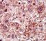 GAK Protein antibody, F40086-0.4ML, NSJ Bioreagents, Immunohistochemistry frozen image 