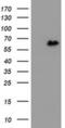 Zinc Finger Protein 280A antibody, MA5-26399, Invitrogen Antibodies, Western Blot image 