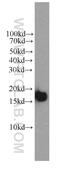 Cytochrome C Oxidase Subunit 4I1 antibody, 66110-1-Ig, Proteintech Group, Western Blot image 