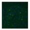 Trace amine-associated receptor 5 antibody, NBP1-69132, Novus Biologicals, Immunohistochemistry frozen image 