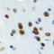 Mediator Complex Subunit 24 antibody, LS-C368414, Lifespan Biosciences, Immunohistochemistry frozen image 