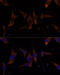 Ribosomal Protein L7a antibody, 15-164, ProSci, Immunofluorescence image 