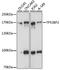 Tumor Protein P53 Binding Protein 2 antibody, A15105, ABclonal Technology, Western Blot image 