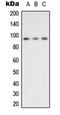 Valosin Containing Protein antibody, orb214725, Biorbyt, Western Blot image 