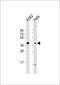 Replication Factor C Subunit 2 antibody, 61-510, ProSci, Western Blot image 