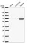 Protein transport protein Sec16B antibody, HPA054292, Atlas Antibodies, Western Blot image 