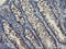 Sentrin-specific protease 2 antibody, LS-C337771, Lifespan Biosciences, Immunohistochemistry frozen image 