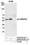 Heterogeneous nuclear ribonucleoprotein A3 antibody, A305-815A-M, Bethyl Labs, Immunoprecipitation image 