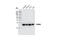 Proteasome Subunit Alpha 2 antibody, 2455S, Cell Signaling Technology, Western Blot image 