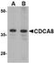 Cell Division Cycle Associated 8 antibody, TA306625, Origene, Western Blot image 