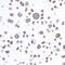 FDC antibody, A700-027, Bethyl Labs, Immunocytochemistry image 