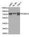 High affinity immunoglobulin gamma Fc receptor I antibody, TA326989, Origene, Western Blot image 