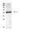 Interleukin 12B antibody, A01152, Boster Biological Technology, Western Blot image 