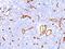 CD34 antibody, MBS438003, MyBioSource, Immunohistochemistry frozen image 