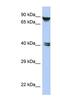Zinc Finger Protein 429 antibody, NBP1-79343, Novus Biologicals, Western Blot image 