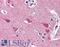 VGF Nerve Growth Factor Inducible antibody, LS-B2623, Lifespan Biosciences, Immunohistochemistry paraffin image 