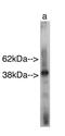 Sterile Alpha Motif Domain Containing 8 antibody, MBS395464, MyBioSource, Western Blot image 