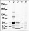 GLI Family Zinc Finger 3 antibody, orb86485, Biorbyt, Western Blot image 