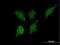 2-Hydroxyacyl-CoA Lyase 1 antibody, H00026061-B01P, Novus Biologicals, Immunofluorescence image 