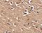 SLIT and NTRK-like protein 1 antibody, GTX31332, GeneTex, Immunohistochemistry paraffin image 