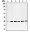 PDGFB antibody, orb214372, Biorbyt, Western Blot image 