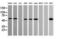 Pogo Transposable Element Derived With KRAB Domain antibody, M15311-1, Boster Biological Technology, Western Blot image 
