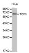 Transcription Factor 3 antibody, abx000739, Abbexa, Western Blot image 