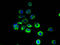 Ring Finger Protein 103 antibody, A60622-100, Epigentek, Immunofluorescence image 