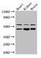 Hnf-4 antibody, orb46796, Biorbyt, Western Blot image 