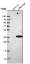 MAS Related GPR Family Member F antibody, NBP1-83341, Novus Biologicals, Western Blot image 