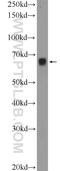 Electron transfer flavoprotein-ubiquinone oxidoreductase, mitochondrial antibody, 11109-1-AP, Proteintech Group, Western Blot image 