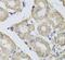 Bisphosphoglycerate mutase antibody, FNab00934, FineTest, Immunohistochemistry frozen image 